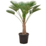 Trachycarpus wagnerianus en pot. plante verte type trachycarpus wagnerianus, livr�e en pot, id�ale pour ...