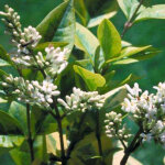 Tro�ne de californie 'aureum' - 40 - 50 cm pot