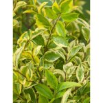 Tro�ne de californie 'aureum' pot de 7, 5l / 10l