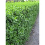 Tro�ne de californie 'green diamond' pot de 2l / 3l