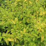 Tro�ne de californie 'lemon lime' 'lemon and lime' - 25 - 30 cm pot