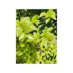 Tro�ne de californie 'lemon lime' pot de 2l / 3l