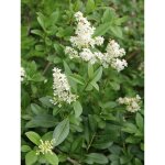 Tro�ne de californie pot de 2l / 3l