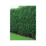 Tro�ne commun 'atrovirens' ? feuillage persistant ? hauteur 250cm ? exposition soleil / mi - ombre ? ...