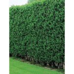 Tro�ne commun, tro�ne d'europe 'atrovirens' pot de 7, 5l / 10l
