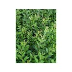 Tro�ne commun, tro�ne d'europe 'lodense' pot de 3l / 4l