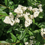 Tro�ne commun - ligustrum vulgare - 60 - 80 cm pot