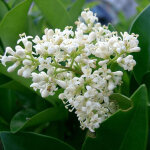 Tro�ne du japon - ligustrum japonicum - 60 - 80 cm pot