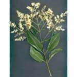 Tro�ne du japon pot de 2l / 3l