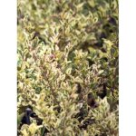 Tro�ne 'musli� 'muster' ' pot de 3l / 4l