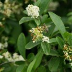Tro�ne vulgaire lodense - ligustrum vulgare lodense pot 3l