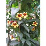 Trompette de virginie, bignone � vrilles pot de 2l / 3l