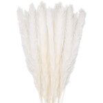 Ugreat - 30 pcs herbe de la pampa, 58 cm naturel pampa fleur bouquet de fleurs sechees pour vases, blanc ...