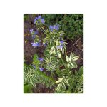 Valriane grecque 'brize d'anjou' godet de 8 / 9 cm