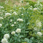 Val�riane des jardins blanche / godet