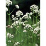 Valriane officinale godet de 8 / 9 cm