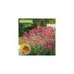 Val�riane rouge - 3 godets