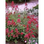 Valériane rouge 'coccineus' godet de 8 / 9 cm Valériane rouge 'coccineus' godet de 8 / 9 cm