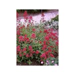 Valériane rouge 'coccineus' pot de 2l / 3l Valériane rouge 'coccineus' pot de 2l / 3l