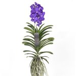 Plant in a box - orchide - vanda 'magic royal blue' - hauteur 55 - 65cm