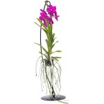 Orchide - vanda 'pink' - hauteur 45 - 55cm