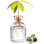 Vase � avocat en verre 5, 3 pouces - kit de culture d'arbre transparent pour d�marrage de graines - petit ...