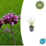 Verbena bonariensis 'lollipop', 10 - 25 cm de hauteur, 9 cm �? comfortxl green