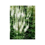 Veronicastrum virginicum 'album' pot de 2l / 3l