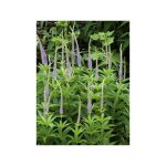 Vronique 'apollo' pot de 2l / 3l