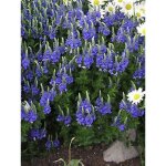 Véronique d'autriche 'knallblau' godet de 8 / 9 cm Véronique d'autriche 'knallblau' godet de 8 / 9 cm