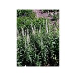 Vronique en pis 'alba' godet de 8 / 9 cm