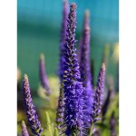 Le jardin du pic vert - vronique en pis 'baby blue' pot de 2l / 3l