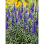 V�ronique en �pis 'nana blue' pot de 2l / 3l