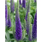 V�ronique en �pis 'royal candles' godet de 8 / 9 cm