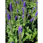 Véronique en épis 'sunny border blue' godet de 8 / 9 cm Véronique en épis 'sunny border blue' godet de 8 / 9 cm