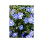 Vronique 'georgia blue' godet de 8 / 9 cm