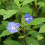 V�ronique georgia blue / godet