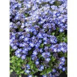 Vronique liwanensis godet de 8 / 9 cm