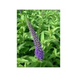 Vronique  longues feuilles 'blauriesin' godet de 8 / 9 cm