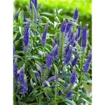Le jardin du pic vert - vronique  longues feuilles 'first glory' pot de 2l / 3l