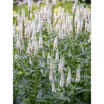 V�ronique � longues feuilles 'first lady' godet de 8 / 9 cm