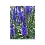 Vronique  longues feuilles 'marietta' godet de 8 / 9 cm