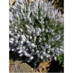 Vronique prostre 'alba' godet de 8 / 9 cm