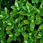 Vronique traversii / pot de 3l