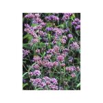 Verveine de buenos aires 'lollipop' godet de 8 / 9 cm