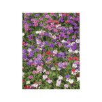 Verveine tenuisecta godet de 8 / 9 cm