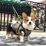 Vêtements d'automne et d'hiver pour chiens vêtements rembourrés en coton chaud imperméable pour animaux ... Vêtements d'automne et d'hiver pour chiens vêtements rembourrés en coton chaud imperméable pour animaux ...