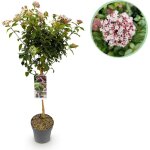 Viburnum tinus eve price blanc - rose feuilles persistantes r�sistant hiver pot 19 cm hauteur 90 cm? ...
