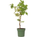 Plant in a box - vigne à raisin - vitis vinifera 'himrod' - hauteur 60 - 75cm - ?21cm Plant in a box - vigne à raisin - vitis vinifera 'himrod' - hauteur 60 - 75cm - ?21cm
