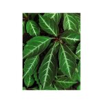 Le jardin du pic vert - vigne vierge de henry pot de 2l / 3l